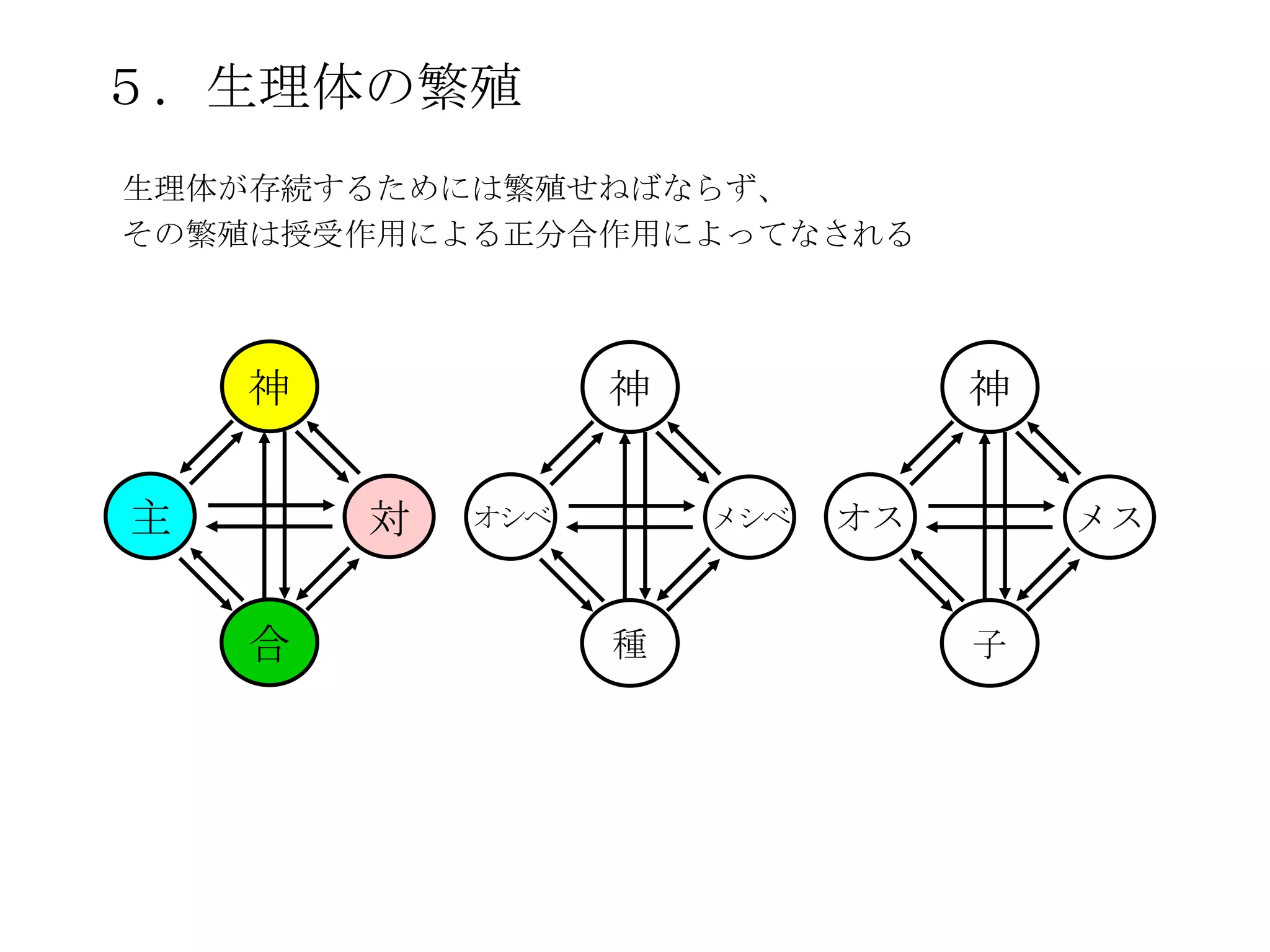 ５．生理体の繁殖
生理体が存続するためには繁殖せねばならず、
その繁殖は授受作用による正分合作用によってなされる



    神             神              神


主       対   オシベ       メシベ   オス       メス


    合             種              子
 