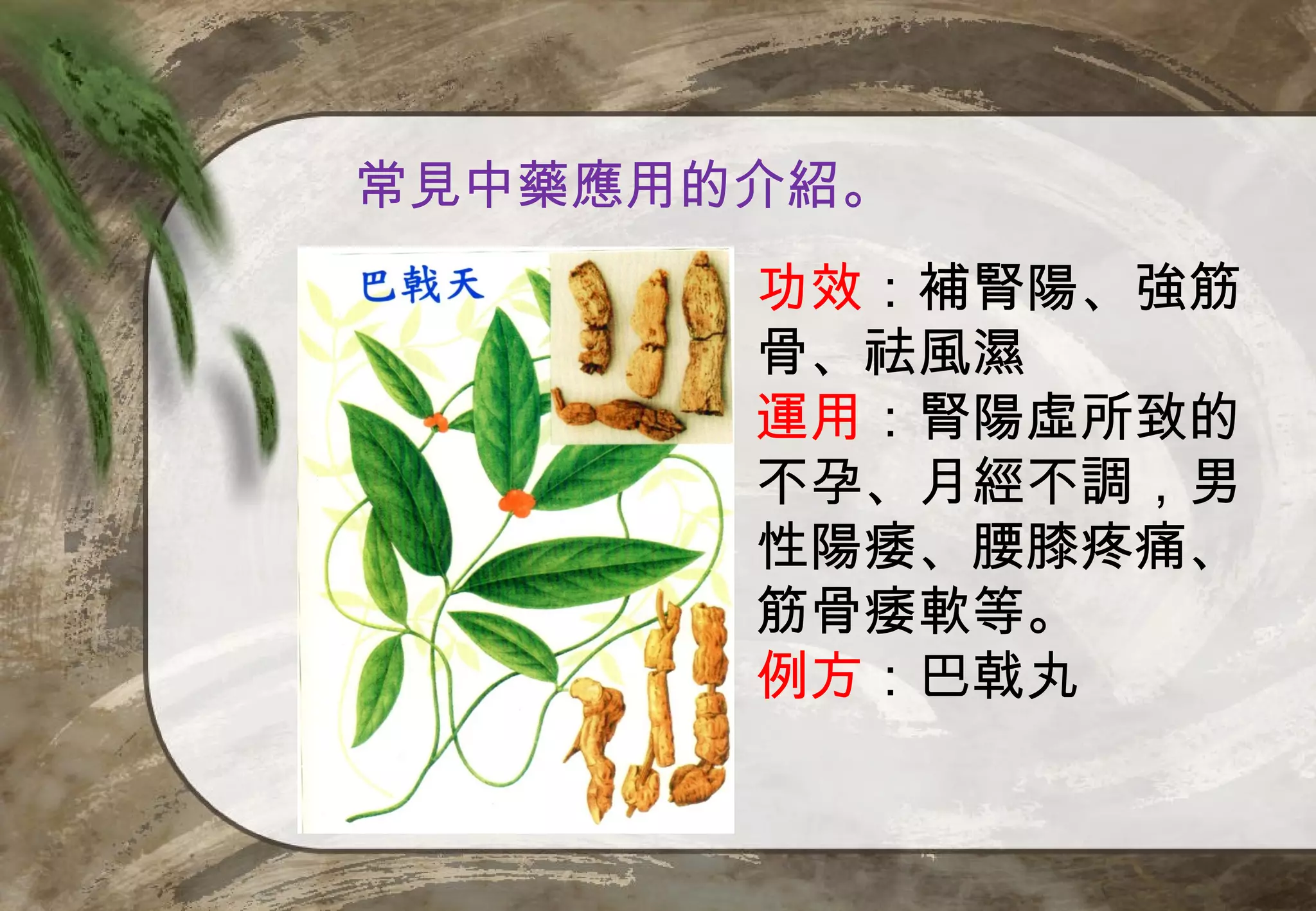 常見中藥應用的介紹。
       功效：補腎陽、強筋
       骨、祛風濕
       運用：腎陽虛所致的
       不孕、月經不調，男
       性陽痿、腰膝疼痛、
       筋骨痿軟等。
       例方：巴戟丸
 