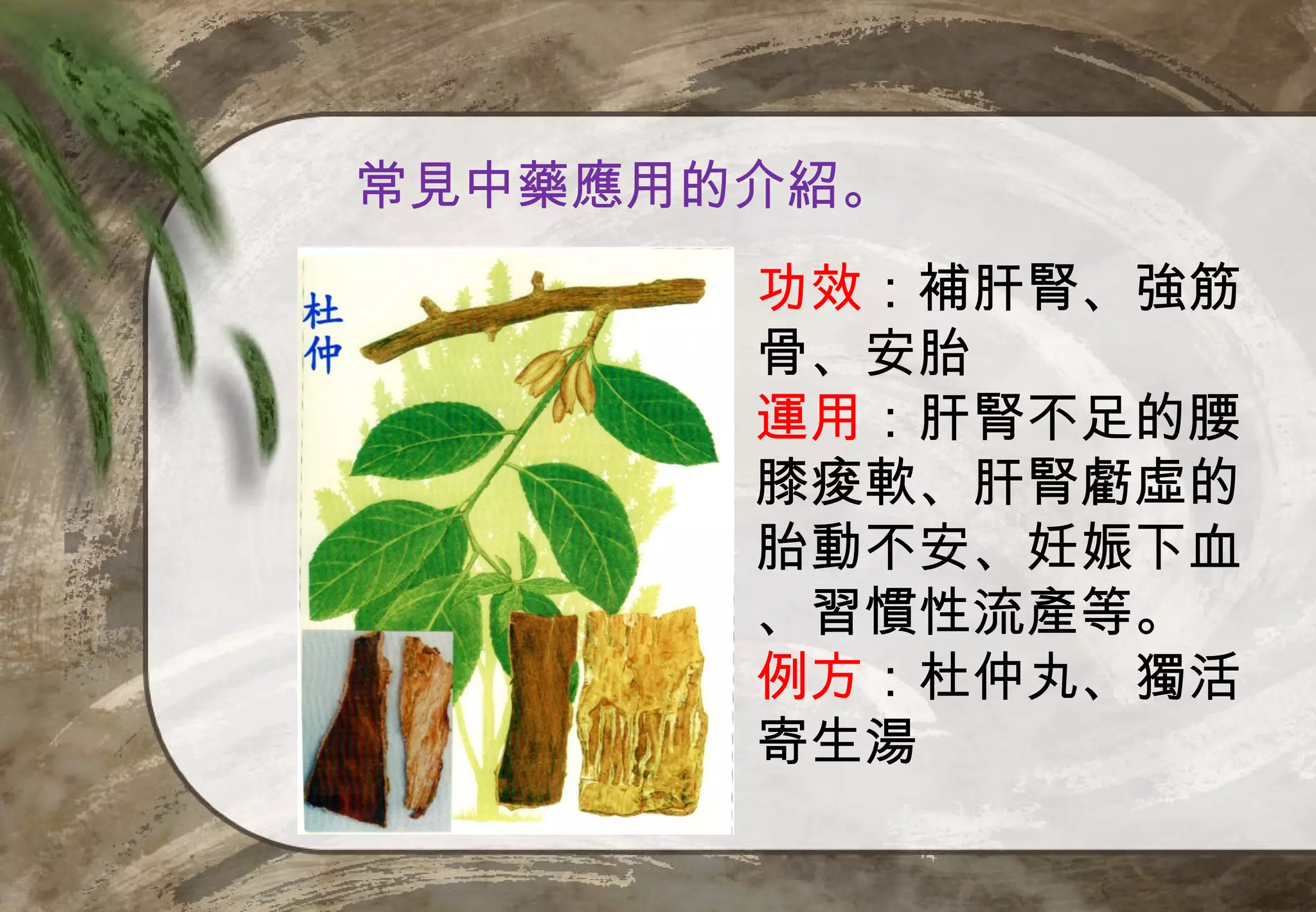 常見中藥應用的介紹。
       功效：補肝腎、強筋
       骨、安胎
       運用：肝腎不足的腰
       膝痠軟、肝腎虧虛的
       胎動不安、妊娠下血
       、習慣性流產等。
       例方：杜仲丸、獨活
       寄生湯
 