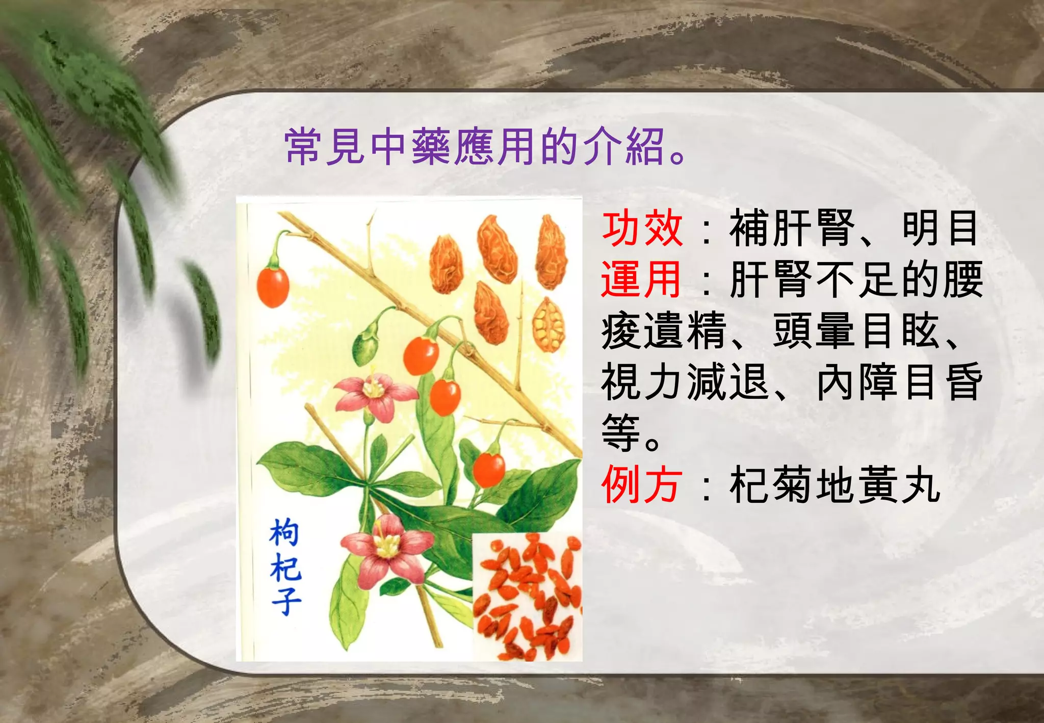 常見中藥應用的介紹。
       功效：補肝腎、明目
       運用：肝腎不足的腰
       痠遺精、頭暈目眩、
       視力減退、內障目昏
       等。
       例方：杞菊地黃丸
 