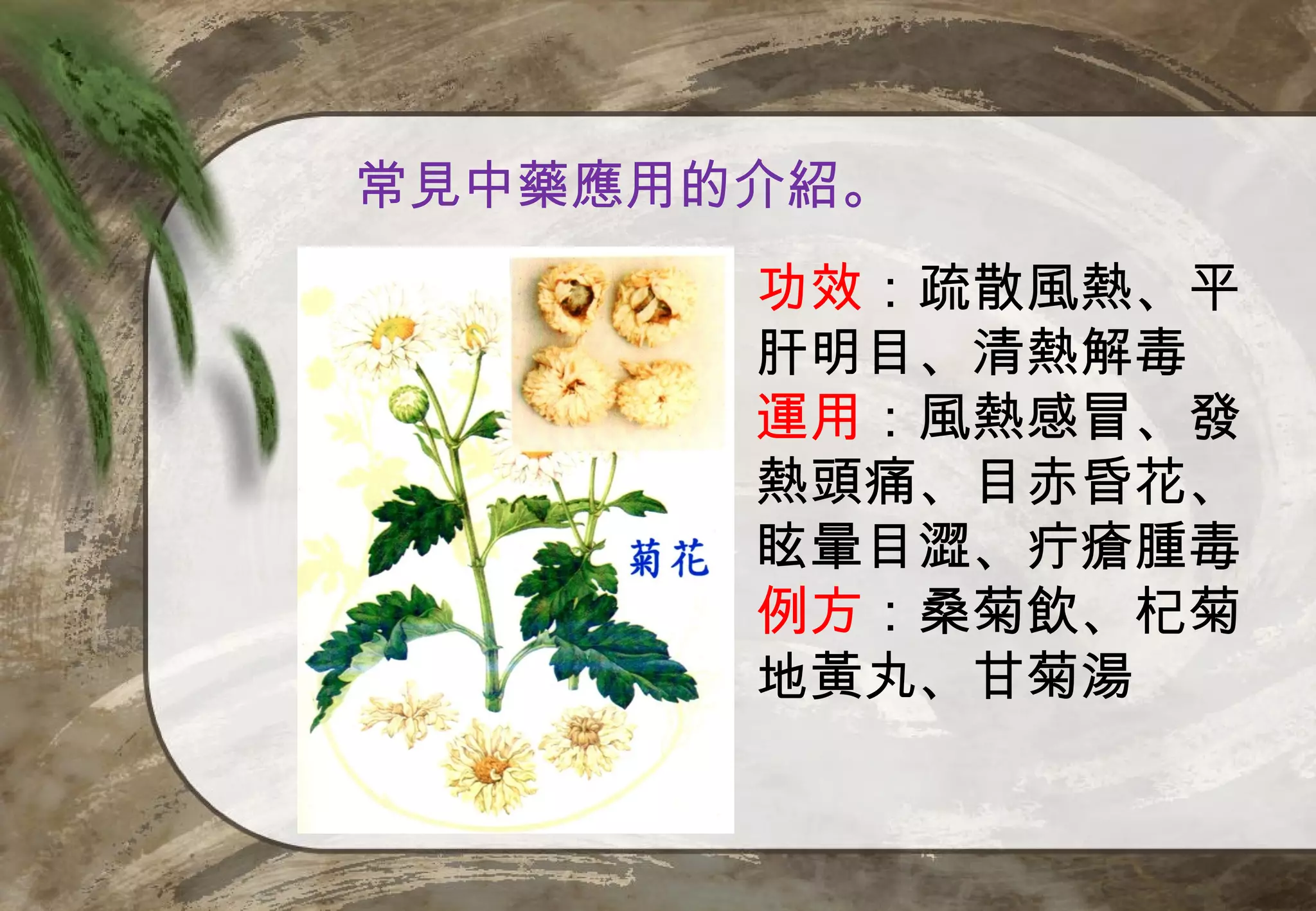 常見中藥應用的介紹。
       功效：疏散風熱、平
       肝明目、清熱解毒
       運用：風熱感冒、發
       熱頭痛、目赤昏花、
       眩暈目澀、疔瘡腫毒
       例方：桑菊飲、杞菊
       地黃丸、甘菊湯
 