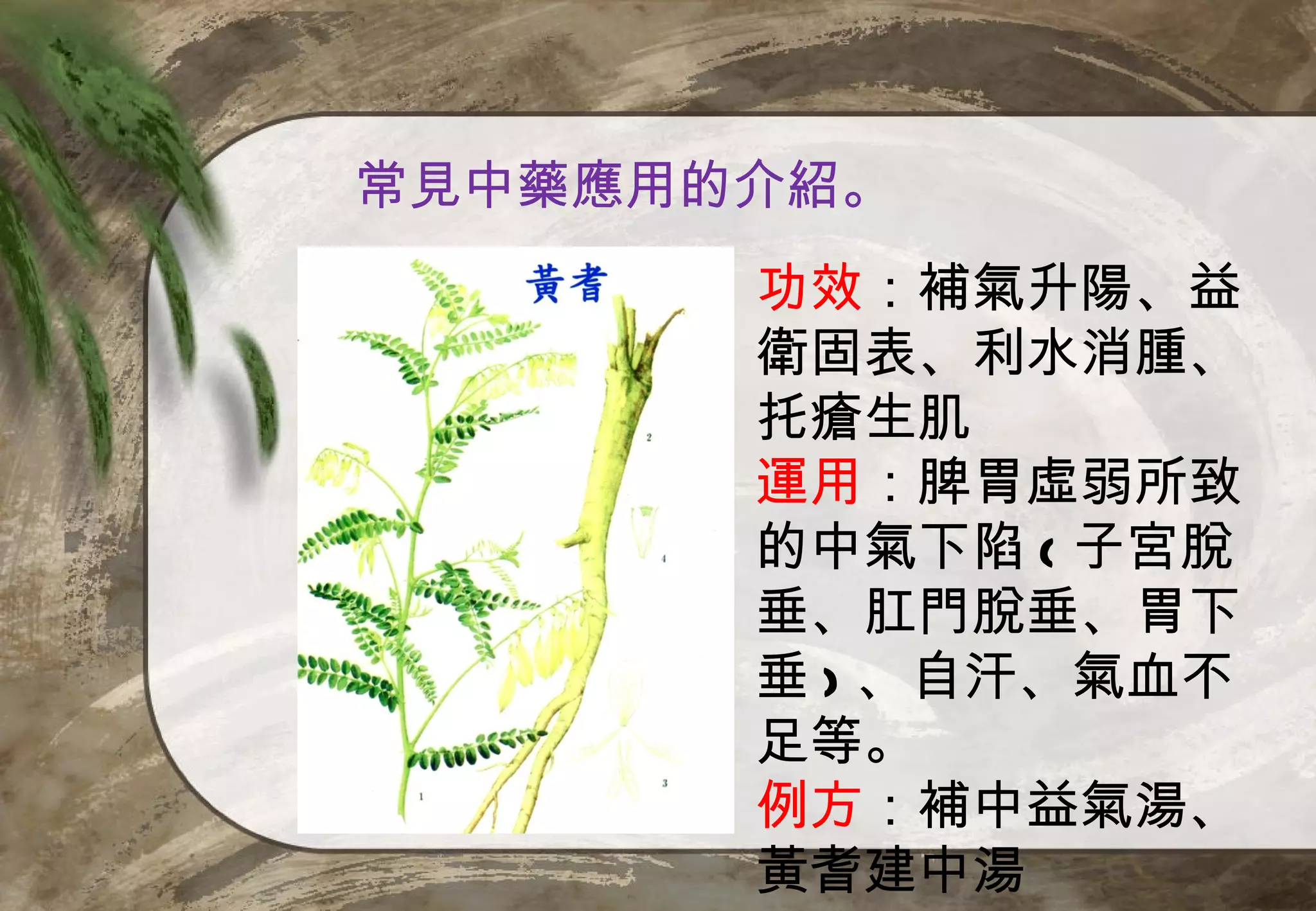 常見中藥應用的介紹。
       功效：補氣升陽、益
       衛固表、利水消腫、
       托瘡生肌
       運用：脾胃虛弱所致
       的中氣下陷 ( 子宮脫
       垂、肛門脫垂、胃下
       垂 ) 、自汗、氣血不
       足等。
       例方：補中益氣湯、
       黃耆建中湯
 