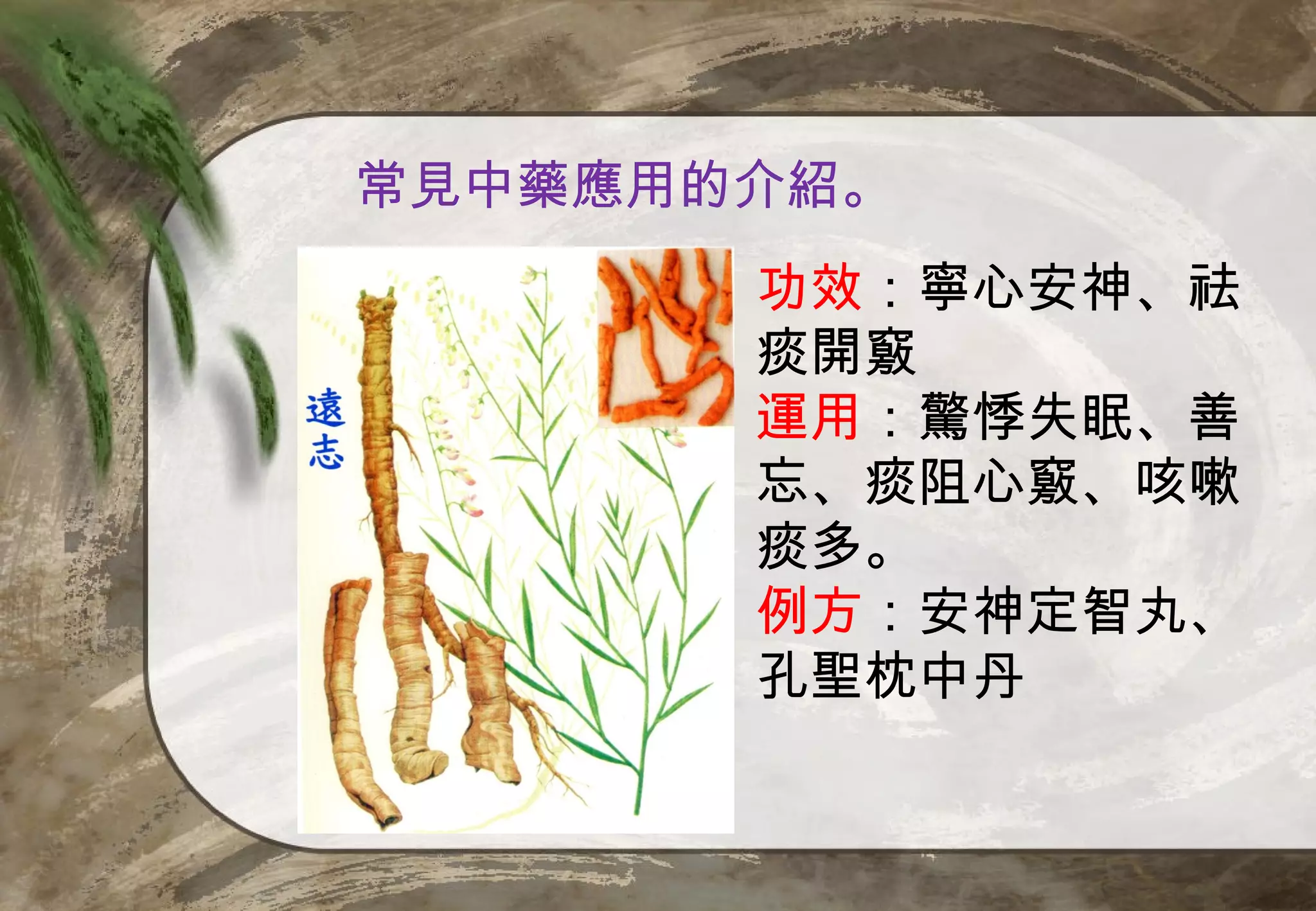 常見中藥應用的介紹。
       功效：寧心安神、祛
       痰開竅
       運用：驚悸失眠、善
       忘、痰阻心竅、咳嗽
       痰多。
       例方：安神定智丸、
       孔聖枕中丹
 