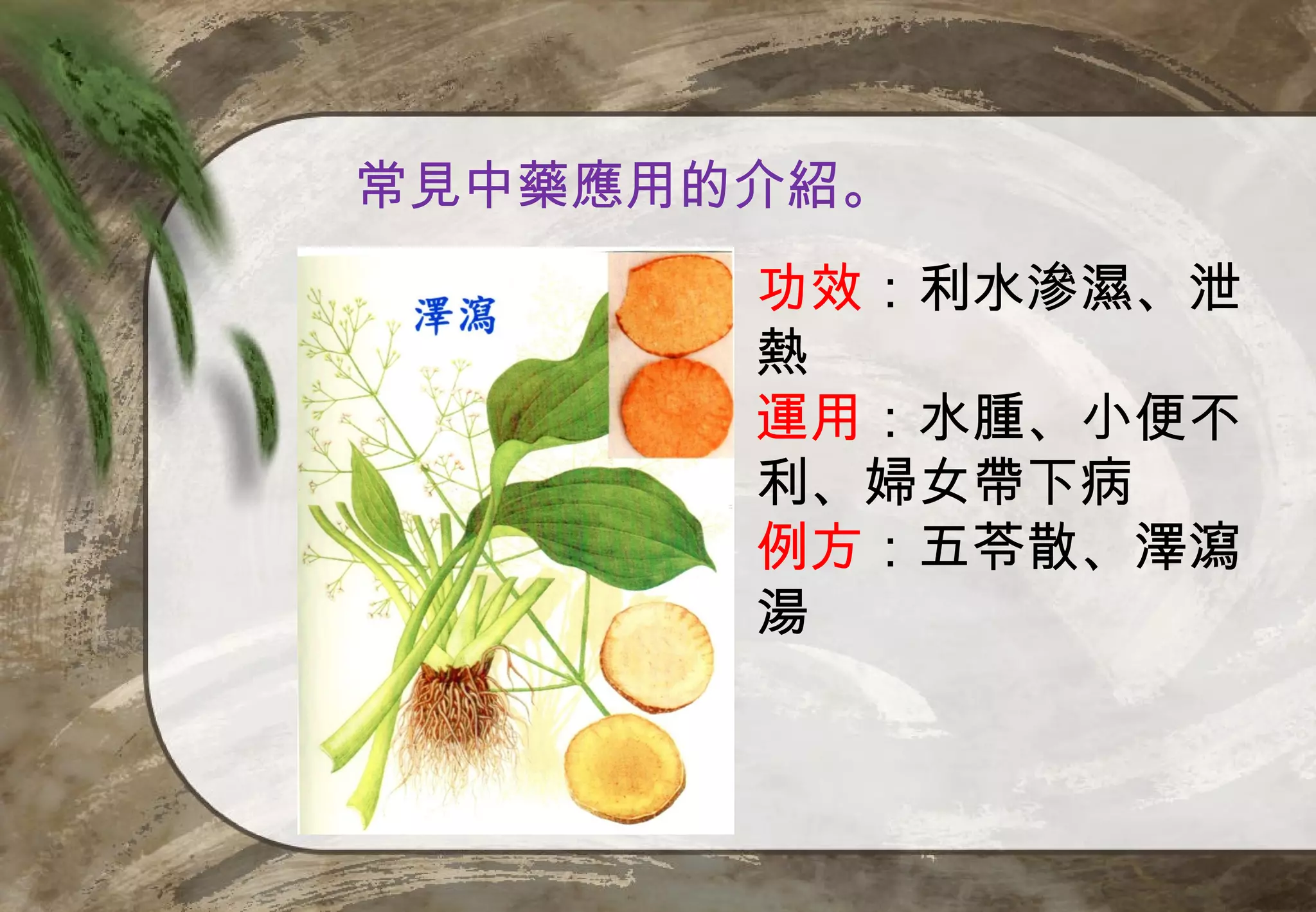 常見中藥應用的介紹。
       功效：利水滲濕、泄
       熱
       運用：水腫、小便不
       利、婦女帶下病
       例方：五苓散、澤瀉
       湯
 
