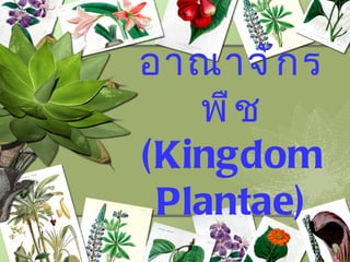 อาณาจั ก ร
   พื ช
(Kingdom
 Plantae)
 