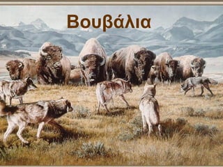 Βουβάλια
 