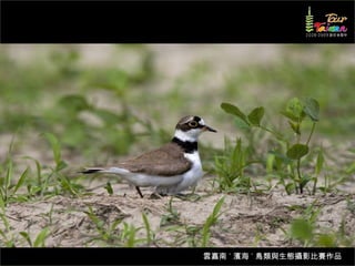 雲嘉南 ˙ 濱海 ˙ 鳥類與生態攝影比賽作品
 