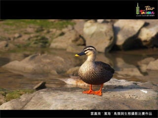 雲嘉南 ˙ 濱海 ˙ 鳥類與生態攝影比賽作品
 