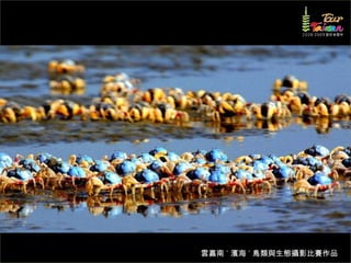 雲嘉南 ˙ 濱海 ˙ 鳥類與生態攝影比賽作品
 