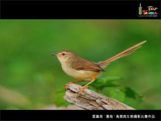 雲嘉南 ˙ 濱海 ˙ 鳥類與生態攝影比賽作品
 