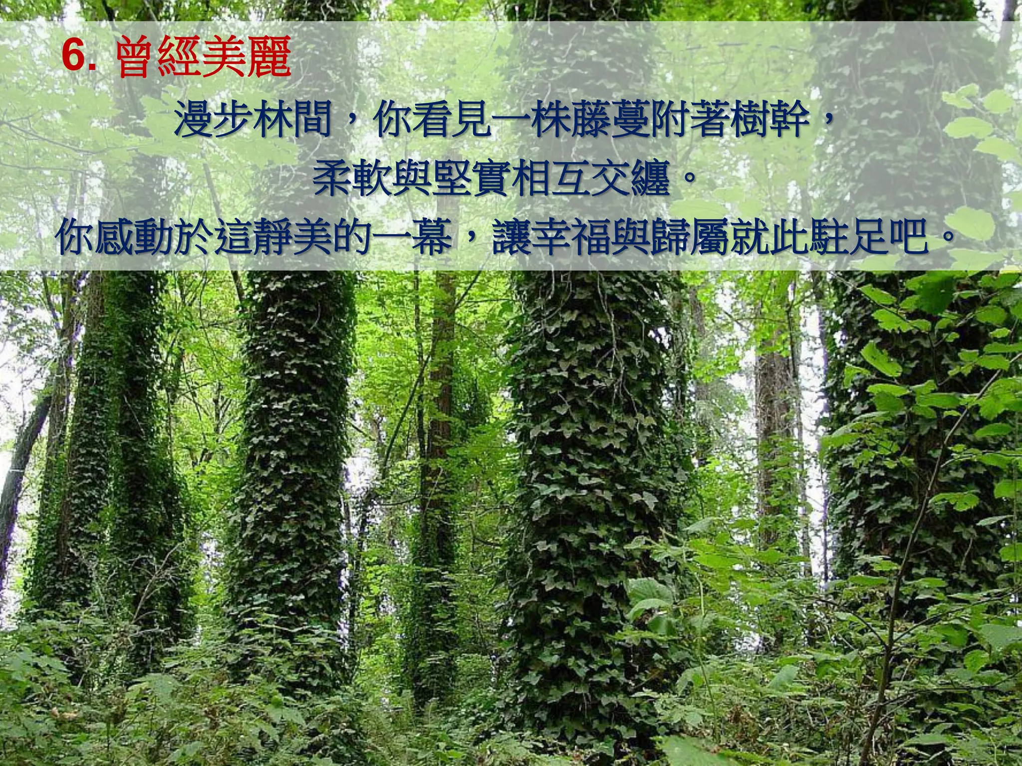 6. 曾經美麗
   漫步林間，你看見一株藤蔓附著樹幹，
      柔軟與堅實相互交纏。
你感動於這靜美的一幕，讓幸福與歸屬就此駐足吧。
 