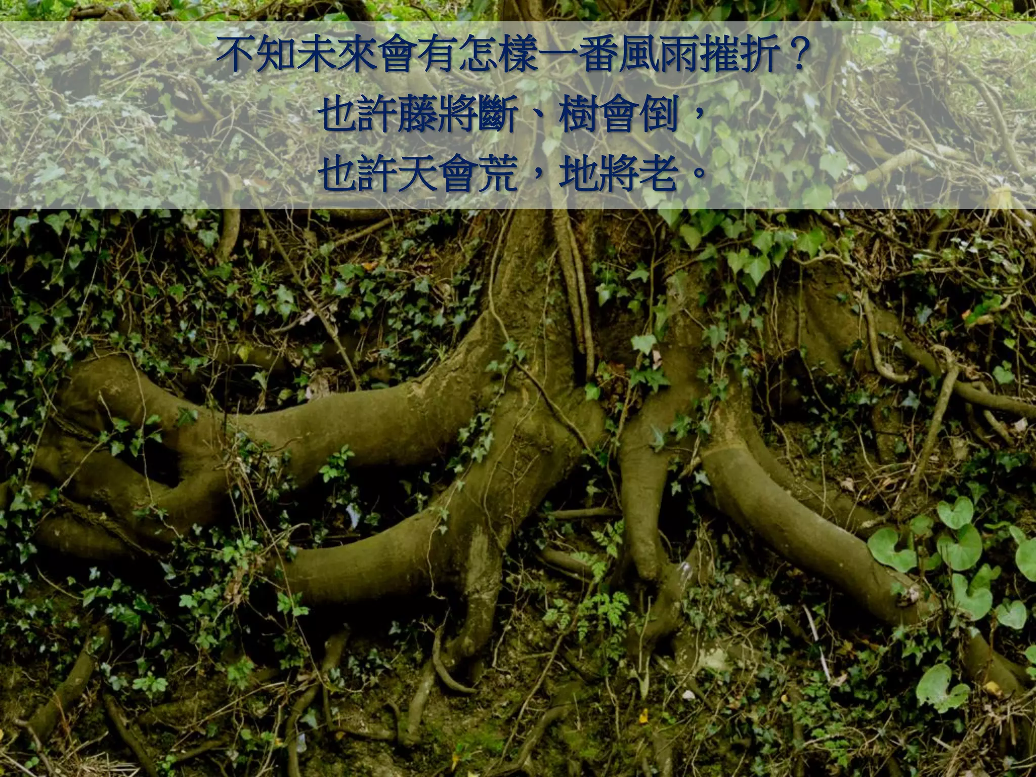 不知未來會有怎樣一番風雨摧折？
  也許藤將斷、樹會倒，
  也許天會荒，地將老。
 