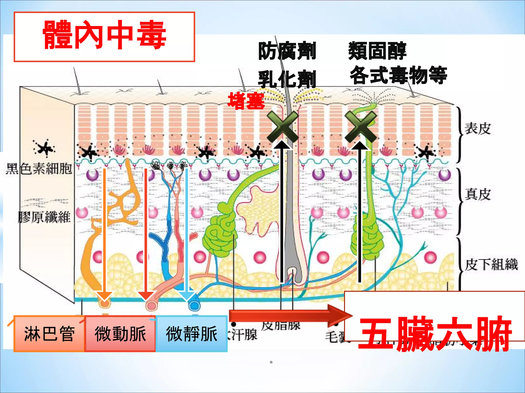 經皮毒 | PDF