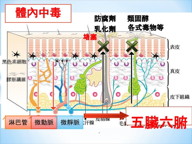 經皮毒 | PDF
