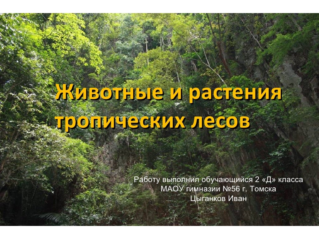 сообщение о тропических лесах. сообщение о тропических лесах. растительность в тропическом поясе. тропический лес описание. влажный тропический лес растения.