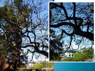 ֲ̨@Taipei Botanical Garden