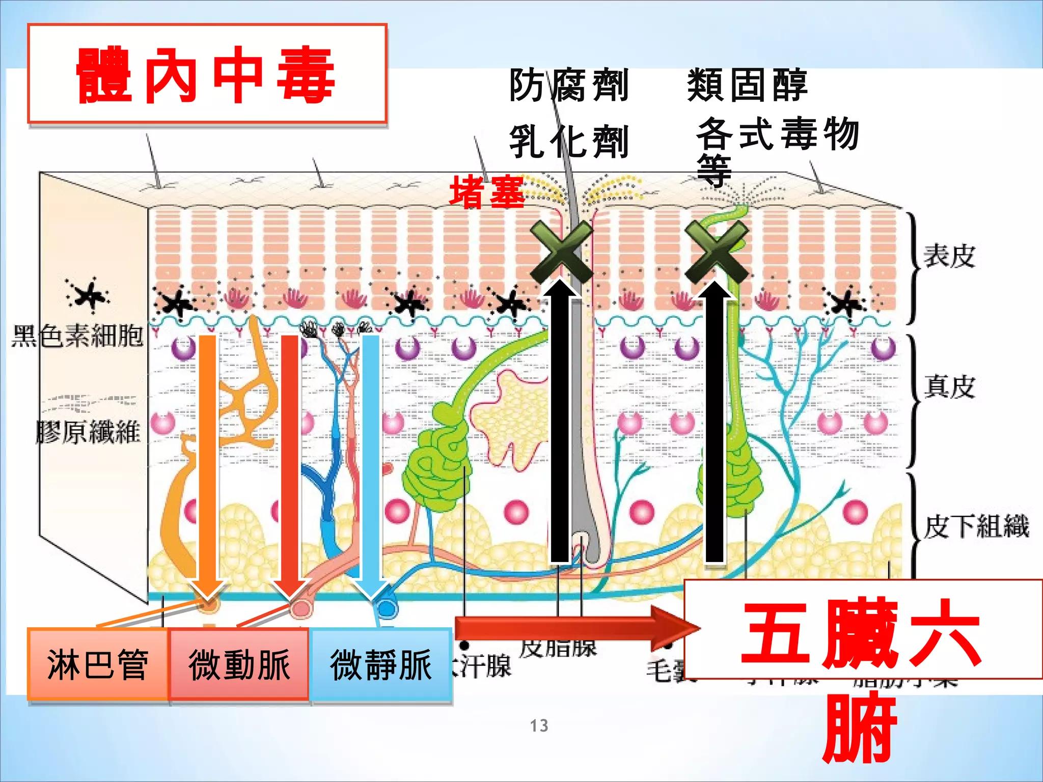 認識經皮毒 | PPS