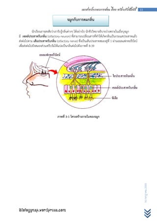 เอกสารประกอบการสอน เรื่อง อวัยวะรับสัมผัส          11


                                         จมูกกับการดมกลิ่น

             นักเรียนอาจสงสัยว่าเรารับรู้กลิ่นต่างๆ ได้อย่างไร นักชีววิทยาอธิบายว่าเพราะในเยื่อบุจมูก
มี เซลล์ประสาทรับกลิ่น (olfactory neuron) ที่สามารถเปลี่ยนสารที่ทาให้เกิดกลิ่นเป็นกระแสประสาทแล้ว
ส่งต่อไปตาม เส้นประสาทรับกลิ่น (olfactory nerve) ซึ่งเป็นเส้นประสาทสมองคู่ที่ 1 ผ่านออลแฟกทอรีบัลบ์
เพื่อส่งต่อไปยังสมองส่วนเซรีบรัมให้แปลเป็นกลิ่นต่อไปดังภาพที่ 8-39




                                ภาพที่ 3-1 โครงสร้างภายในของจมูก




                                                                                                             16 กรกฎาคม 2555




Biologynsp.wordpress.com
 