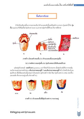 เอกสารประกอบการสอน เรื่อง อวัยวะรับสัมผัส           12




                                           ลิ้นกับการรับรส


        ถ้านักเรียนสังเกตลิ้นจากกระจกจะเห็นว่าด้านบนของผิวลิ้นจะมีปุ่มเล็กๆ มากมาย ปุ่มเหล่านี้ คือ ปุ่ม
ลิน (papilla) ซึ่งที่ปุ่มลิ้นมี ตุ่มรับรส (taste bud) หลายตุ่มทาหนี้ที่รับรส ดังภาพที่8-40
  ้




                    ภาพที่ 4.1โครงสร้างของลิ้น (ก.) ด้านบนของลิ้นจะแสดงปุ่มลิ้น

                         (ข.) ภาพตัดขวางของปุ่มลิ้น (ค.) ตุ่มรับรสขยายให้เห็นเซลล์รับรส

        แต่ละตุ่มรับรสจะมี เซลล์รับรส (gustatory cell) ซึ่งต่อกับใยประสาท เมื่อตุ่มรับรสได้รับการกระตุ้น
จะเกิดกระแสประสาทส่งไปตาม เส้นประสาทสมองคู่ที่ 7 และเส้นประสาทสมองคู่ที่ 9 ไป ยังเซรีบรัมบริเวณ
ศูนย์รับรส เพื่อให้สมองส่วนนี้แปลผลว่าเป็นรสอะไร ตุ่มรับรสมี 4 ชนิด ได้แก่ ตุ่มรับรสหวาน รสขม รสเปรี้ยว
และรสเค็ม ซึ่งกระจายอยู่บนลิ้น ดังภาพที่ 4-2




                        ภาพที่ 4-2 บริเวณของลิ้นที่มีตุ่มรับรสต่างๆ กระจายอยู่
                                                                                                                16 กรกฎาคม 2555




Biologynsp.wordpress.com
 