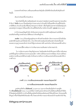 เอกสารประกอบการสอน เรื่อง อวัยวะรับสัมผัส         4



            2.มองตรงข้างหน้าค่อยๆ เคลื่อนแขนเหลืองมองวัตถุในมือ เมื่อใดที่นักเรียนเริ่มเห็นวัตถุให้บอกสี
วัตถุนั้น

            -สังเกตว่าเกิดอะไรขึ้น ลัวจะอธิบาย

              โดยปกติแล้วชั้นเรตินาจะมีเซลล์รูปแท่ง หนาแน่นกว่าเซลล์รูปกรวยแต่บริเวณตรงกลางของเรตินา
ที่ เรียกว่า โฟเวีย (fovea) นั้นจะมีเซลล์รูปกรวยหนาแน่นกว่าบริเวณอื่น ดังนั้นแสงที่ตกบริเวณนี้จึงเกิดเป็น
ภาพได้ชัดเจน ส่วนบริเวณเรตินาที่มีแต่แอกซอนออกจากนัยน์ตา เพื่อเข้าสู่เส้นประสาทตาจะไม่มีเซลล์รูปแท่ง
และเซลล์รูปกรวยอยู่เลย ดังนั้นแสงที่ตกบริเวณนี้จึงไม่เกิดเป็นภาพเรียกบริเวณนี้ว่า จุดบอด (blind spot)

         จากกิจกรรมและข้อมูลข้างต้น นักเรียนคงสามารถตอบคาถามได้ว่าเหตุใดขณะอ่านหนังสือจะ
มองเห็นอักษรที่อยู่ ตรงหน้าของเราได้ชัดเจนกว่าอักษรที่อยู่ข้างๆ

          เลนส์ตา (lens) เป็นเลนส์นูนอยู่ค่อนมาทางด้านหน้าของนัยน์ตา ถัดจากกระจกตาเข้าไปเล็กน้อย
เลนส์ตามีลักษณะใส และกั้นนัยน์ตาเป็น 2 ส่วน คือช่วงหน้าเลนส์และช่องหลังเลนส์ภายในช่องทั้งสองมี
ของเหลวบรรจุอยู่ ของเหลวดังกล่าวช่วยทาให้ลูกตาเต่งคงสภาพได้ และช่วยในการหักเหของแสงที่ผ่านเข้ามา

            -ถ้าของเหลวนี้มีความดันมากกว่าปกติจะกระทบกระเทือนต่อการเกิดภาพอย่างไร

               ใน การเกิดภาพ แสงจากวัตถุเข้าสู่กระจกตา โดยมีเลนส์ตาทาหน้าที่รวมแสง ดังนั้นการหักเหของ
แสงจึงขึ้นอยู่กับความโค้งของกระจกตาและเลนส์ตา ปกติความโค้งของกระจกตาคงที่เสมอ ส่วนความโค้งของ
เลนส์ตาอาจเปลี่ยนแปลงได้ด้วยสาเหตุใด นักเรียนสามารถศึกษาการเปลี่ยนแปลงส่วนโค้งของเลนส์ตาได้จาก
ภาพที่ 8-32




                     ภาพที่ 1-3 ก. การเปลี่ยนแปลงของเลนส์ตา ขณะมองวัตถุขณะใกล้

                                   ข.การเปลี่ยนแปลงของเลนส์ตา ขณะมองวัตถุขณะไกล

              เลนส์ตาถูกยึดด้วย เอ็นยึดเลนส์ (suspensory ligament)โดยเส้นเอ็นดังกล่าวจะอยู่ติด
                                                                                                                16 กรกฎาคม 2555




กับ กล้ามเนื้อยึดเลนส์ (ciliary muscle)ดังนั้นการหดตัวและคลายตัวของกล้ามเนื้อยึดเลนส์จึงมีผลทาให้เอ็น
ที่ ยึดอยู่หย่อนหรือตึงได้ หากกล้ามเนื้อยึดเลนส์หดตัวเอ็นยึดเลนส์หย่อนลงทาให้เลนส์โป่งออก ผิวของเลนส์จึง
โค้งนูนมากขึ้นทาให้จุดโฟกัสใกล้เลนส์มากขึ้น จึงเหมาะสาหรับการมองภาพในระยะใกล้ ขณะเดียวกันถ้าวัตถุ


Biologynsp.wordpress.com
 