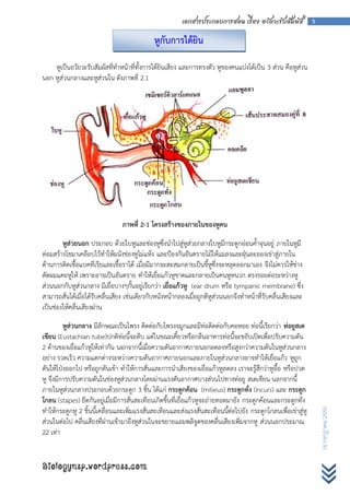 เอกสารประกอบการสอน เรื่อง อวัยวะรับสัมผัส             9


                                             หูกับการได้ยิน

    หูเป็นอวัยวะรับสัมผัสที่ทาหน้าที่ทั้งการได้ยินเสียง และการทรงตัว หูของคนแบ่งได้เป็น 3 ส่วน คือหูส่วน
นอก หูส่วนกลางและหูส่วนใน ดังภาพที่ 2.1




                                ภาพที่ 2-1 โครงสร้างของภายในของหูคน

        หูส่วยนอก ประกอบ ด้วยใบหูและช่องหูซึ่งนาไปสู่หูส่วยกลางใบหูมีกระดูกอ่อนค้าจุนอยู่ ภายในหูมี
ต่อมสร้างไขมาเคลือบไว้ทาให้ผนังช่องหูไม่แห้ง และป้องกันอันตรายไม้ให้แมลงและฝุ่นละอองเข่าสู่ภายใน
ต้านการติดเชื้อแบคทีเรียและเชื้อราได้ เมื่อมีมากจะสะสมกลายเป็นขี้หูซึ่งจะหลุดออกมาเอง จึงไม่ควรให้ช่าง
ตัดผมแคะหูให้ เพราะอาจเป็นอันตราย ทาให้เยื่อแก้วหูขาดและกลายเป็นคนหูหนวก ตรงรอยต่อระหว่างหู
ส่วนนอกกับหูส่วนกลาง มีเยื่อบางๆกั้นอยู่เรียกว่า เยื่อแก้วหู (ear drum หรือ tympanic membrane) ซึง        ่
สามารถสั่นได้เมื่อได้รับคลื่นเสียง เช่นเดียวกับหนังหน้ากลองเมื่อถูกตีหูส่วนนอกจึงทาหน้าที่รับคลื่นเสียงและ
เป็นช่องให้คลื่นเสียงผ่าน

         หูส่วนกลาง มีลักษณะเป็นโพรง ติดต่อกับโพรงจมูกและมีท่อติดต่อกับคอหอย ท่อนี้เรียกว่า ท่อยูสเต
เชียน (Eustachian tube)ปกติท่อนี้จะตีบ แต่ในขณะเคี้ยวหรือกลืนอาหารท่อนี้จะขยับเปิดเพื่อปรับความดัน
2 ด้านของเยื่อแก้วหูให้เท่ากัน นอกจากนี้เมื่อความดันอากาศภายนอกลดลงหรือสูงกว่าความดันในหูส่วนกลาง
อย่าง รวดเร็ว ความแตกต่างระหว่างความดันอากาศภายนอกและภายในหูส่วนกลางอาจทาให้เยื่อแก้ว หูถูก
ดันให้โป่งออกไป หรือถูกดันเข้า ทาให้การสั่นและการนาเสียงของเยื่อแก้วหูลดลง เราจะรู้สึกว่าหูอื้อ หรือปวด
หู จึงมีการปรับความดันในช่องหูส่วนกลางโดยผ่านแรงดันอากาศบางส่วนไปทางท่อยู สเตเชียน นอกจากนี้
ภายในหูส่วนกลางประกอบด้วยกระดูก 3 ชิ้น ได้แก่ กระดูกค้อน (milieus) กระดูกทั่ง (incurs) และ กระดูก
โกลน (stapes) ยึดกันอยู่เมื่อมีการสั่นสะเทือนเกิดขึ้นที่เยื่อแก้วหูจะถ่ายทอดมายัง กระดูกค้อนและกระดูกทั่ง
ทาให้กระดูกหู 2 ชิ้นนี้เคลื่อนและเพิ่มแรงสั่นสะเทือนและส่งแรงสั่นสะเทือนนี้ต่อไปยัง กระดูกโกลนเพื่อเข่าสู่หู
                                                                                                                   16 กรกฎาคม 2555




ส่วนในต่อไป คลื่นเสียงที่ผ่านเข้ามาถึงหูส่วนในจะขยายแอมพลิจูดของคลื่นเสียงเพิ่มจากหู ส่วนนอกประมาณ
22 เท่า


Biologynsp.wordpress.com
 