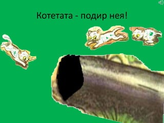 Котетата - подир нея!
 