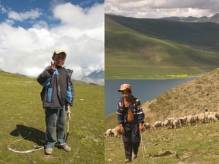 respiratory physiology, 