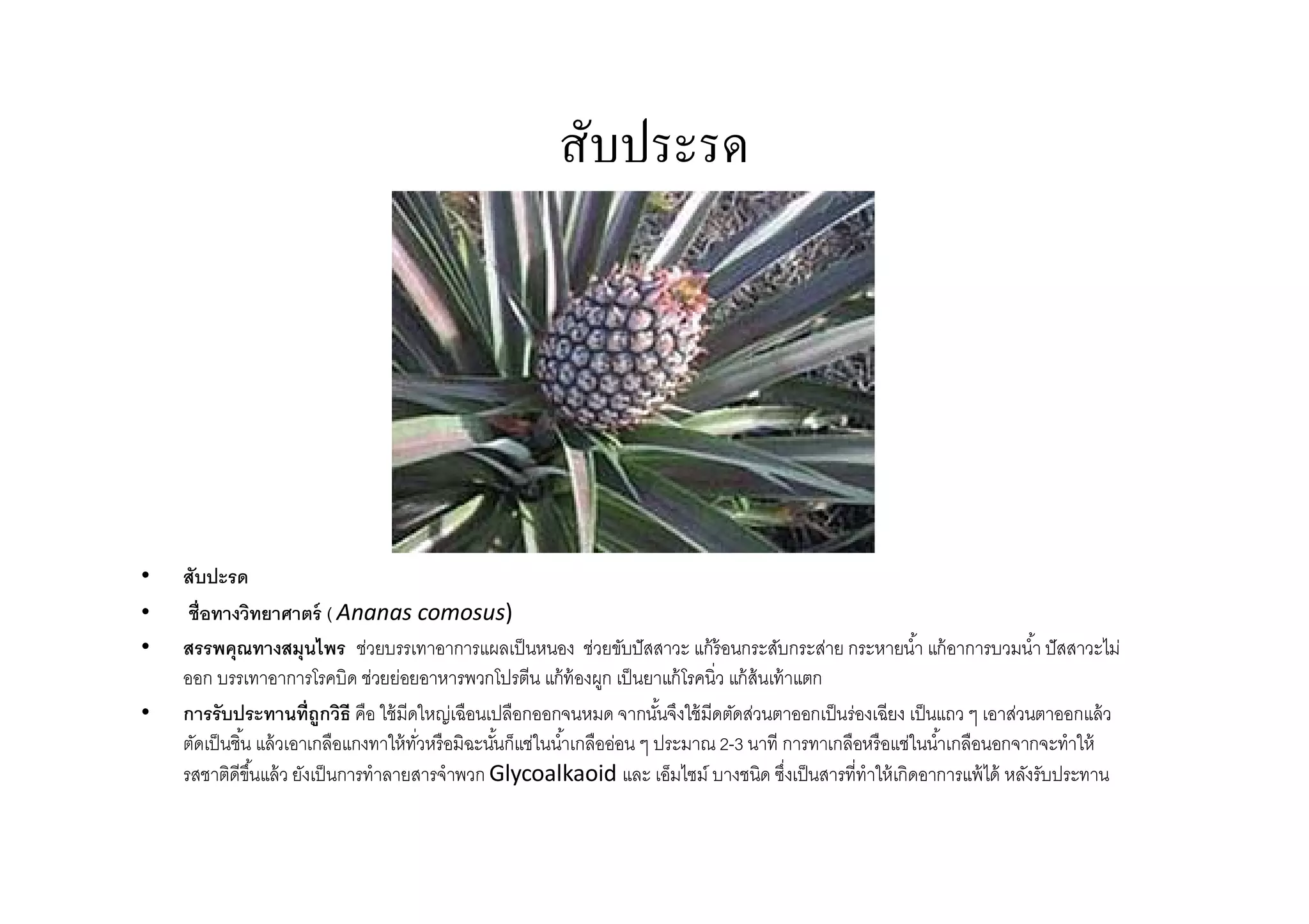 สับประรด




•   สับปะรด
•    ชือทางวิทยาศาตร์ ( Ananas comosus)
•   สรรพคุณทางสมุนไพร ช่วยบรรเทาอาการแผลเป็ นหนอง ช่วยขับปั สสาวะ แก้ ร้อนกระสับกระส่าย กระหายนํา แก้ อาการบวมนํา ปั สสาวะไม่
    ออก บรรเทาอาการโรคบิด ช่วยย่อยอาหารพวกโปรตีน แก้ ท้องผูก เป็ นยาแก้ โรคนิว แก้ ส้นเท้ าแตก
•   การรับประทานทีถูกวิธี คือ ใช้ มีดใหญ่เฉือนเปลือกออกจนหมด จากนันจึงใช้ มีดตัดส่วนตาออกเป็ นร่องเฉียง เป็ นแถว ๆ เอาส่วนตาออกแล้ ว
    ตัดเป็ นชิน แล้ วเอาเกลือแกงทาให้ ทวหรือมิฉะนันก็แช่ในนําเกลืออ่อน ๆ ประมาณ 2-3 นาที การทาเกลือหรือแช่ในนําเกลือนอกจากจะทําให้
                                       ั
    รสชาติดีขนแล้ ว ยังเป็ นการทําลายสารจําพวก Glycoalkaoid และ เอ็มไซม์ บางชนิด ซึงเป็ นสารทีทําให้ เกิดอาการแพ้ ได้ หลังรับประทาน
               ึ
 