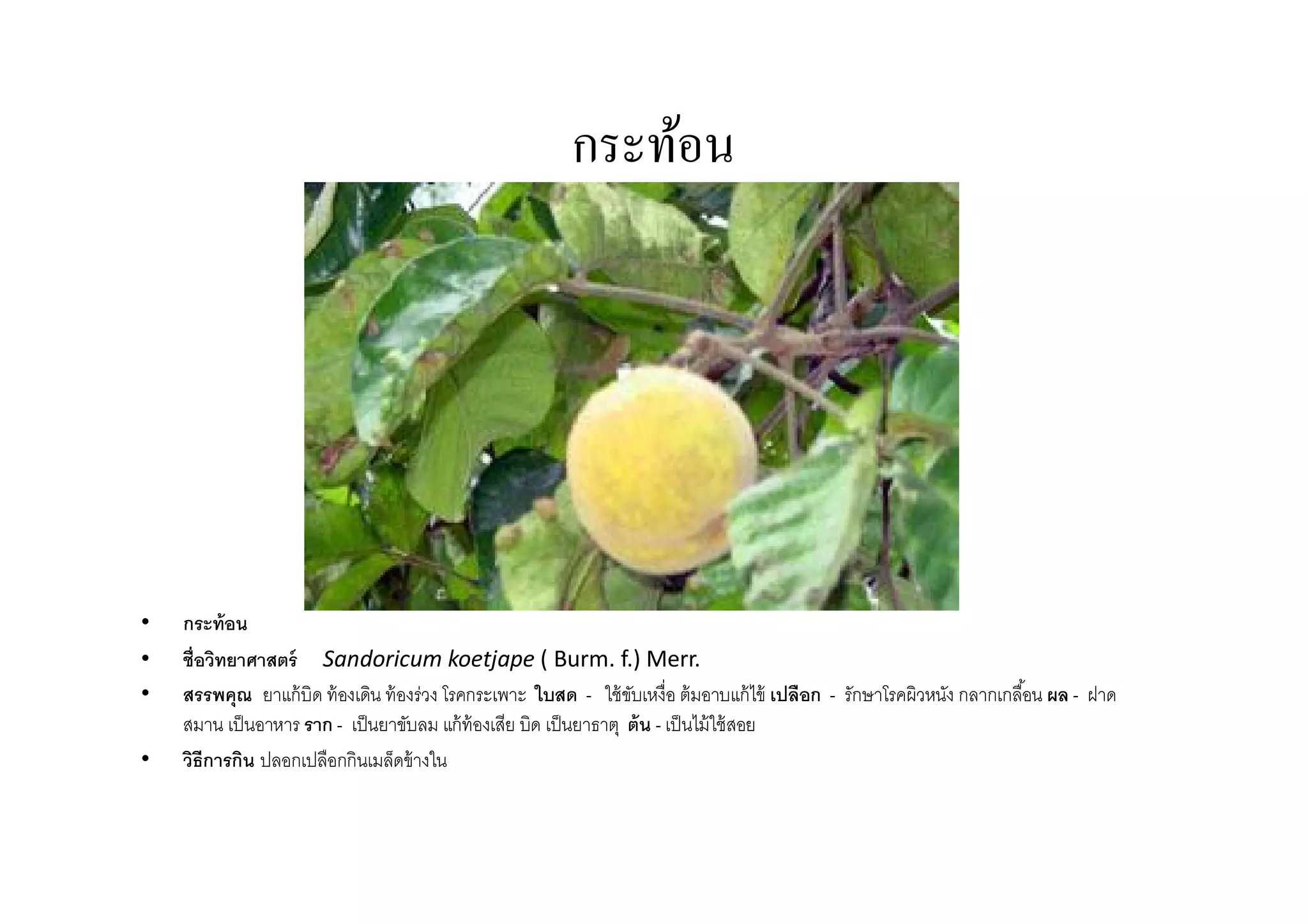 กระท้อน




•   กระท้ อน
•   ชือวิทยาศาสตร์ Sandoricum koetjape ( Burm. f.) Merr.
•   สรรพคุณ ยาแก้ บิด ท้ องเดิน ท้ องร่วง โรคกระเพาะ ใบสด - ใช้ ขบเหงือ ต้ มอาบแก้ ไข้ เปลือก - รักษาโรคผิวหนัง กลากเกลือน ผล - ฝาด
                                                                    ั
    สมาน เป็ นอาหาร ราก - เป็ นยาขับลม แก้ ท้องเสีย บิด เป็ นยาธาตุ ต้ น - เป็ นไม้ ใช้ สอย
•   วิธีการกิน ปลอกเปลือกกินเมล็ดข้ างใน
 