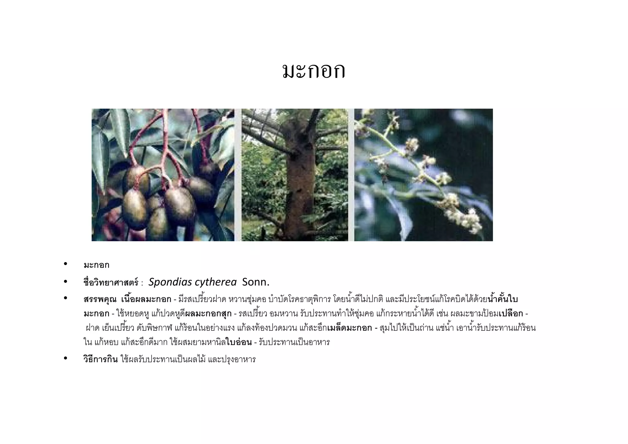 มะกอก




•   มะกอก
•   ชือวิทยาศาสตร์ : Spondias cytherea Sonn.
•   สรรพคุณ เนือผลมะกอก - มีรสเปรียวฝาด หวานชุ่มคอ บําบัดโรคธาตุพิการ โดยนําดีไม่ปกติ และมีประโยชน์แก้ โรคบิดได้ ด้วยนําคันใบ
    มะกอก - ใช้ หยอดหู แก้ ปวดหูดีผลมะกอกสุก - รสเปรียว อมหวาน รับประทานทําให้ ช่มคอ แก้ กระหายนําได้ดี เช่น ผลมะขามปอมเปลือก -
                                                                                    ุ                                       ้
     ฝาด เย็นเปรียว ดับพิษกาฬ แก้ ร้อนในอย่างแรง แก้ ลงท้ องปวดมวน แก้ สะอึกเมล็ดมะกอก - สุมไปให้ เป็ นถ่าน แช่นํา เอานํารับประทานแก้ ร้อน
    ใน แก้ หอบ แก้ สะอึกดีมาก ใช้ ผสมยามหานิลใบอ่ อน - รับประทานเป็ นอาหาร
•   วิธีการกิน ใช้ ผลรับประทานเป็ นผลไม้ และปรุงอาหาร
 