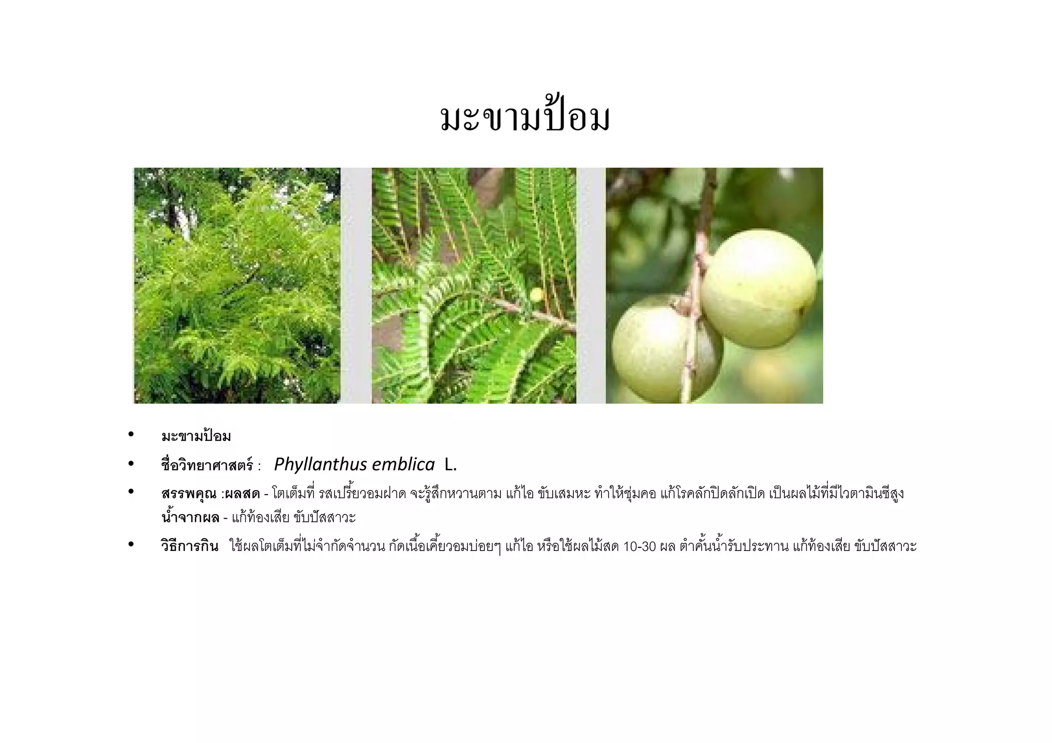 มะขามป้ อม




•   มะขามปอม้
•   ชือวิทยาศาสตร์ : Phyllanthus emblica L.
•   สรรพคุณ :ผลสด - โตเต็มที รสเปรียวอมฝาด จะรู้สกหวานตาม แก้ ไอ ขับเสมหะ ทําให้ ช่มคอ แก้ โรคลักปิ ดลักเปิ ด เป็ นผลไม้ ทีมีไวตามินซีสง
                                                       ึ                                  ุ                                               ู
    นําจากผล - แก้ ท้องเสีย ขับปั สสาวะ
•   วิธีการกิน ใช้ ผลโตเต็มทีไม่จํากัดจํานวน กัดเนือเคียวอมบ่อยๆ แก้ ไอ หรือใช้ ผลไม้ สด 10-30 ผล ตําคันนํารับประทาน แก้ ท้องเสีย ขับปั สสาวะ
 