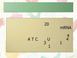 20
              mRNA
                  4
ATC       U       4
      3       1
          1
 