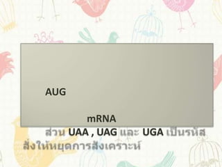 AUG

         mRNA
      UAA , UAG   UGA
 