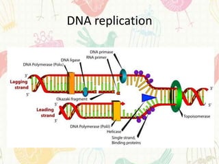 DNA replication
 