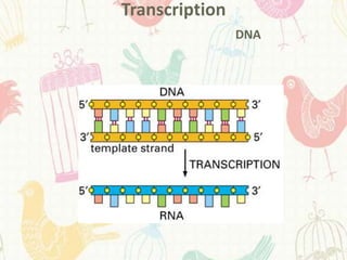Transcription
                DNA
 