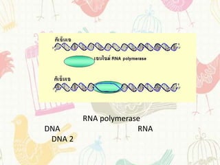 RNA polymerase
DNA                   RNA
 DNA 2
 