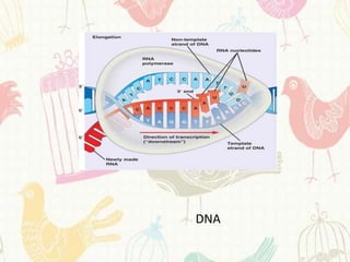DNA
 