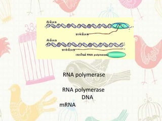RNA polymerase

 RNA polymerase
       DNA
mRNA
 