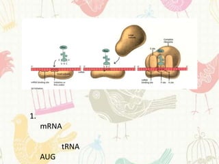 1.
     mRNA

           tRNA
     AUG
 