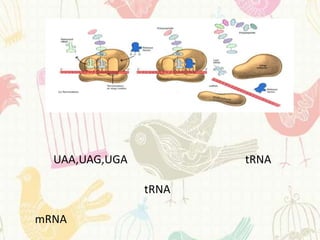 UAA,UAG,UGA          tRNA

                tRNA

mRNA
 