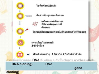 DNA
   DNA cloning)         DNA
                              gene
cloning)
 