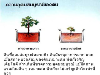 ดิน ทีอ ุด มสมบูร ณ์ห มายถึง ดิน มีธ าตุอ าหารมาก และ
      ่
เมือ สภาพแวดล้อ มของดิน เหมาะสม พืช ก็เ จริญ
   ่
เติบ โตดี ส่ว นดิน ทีข าดความอุด มสมบูร ณ์ แม้ม ส ภาพ
                     ่                          ี
แวดล้อ มอื่น ๆ เหมาะสม พืช ก็จ ะไม่เ จริญ เติบ โตเท่า ที่
ควร
 