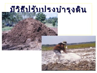 มีว ิธ ีป รับ ปรุง บำา รุง ดิน
            ดัง นี้
 