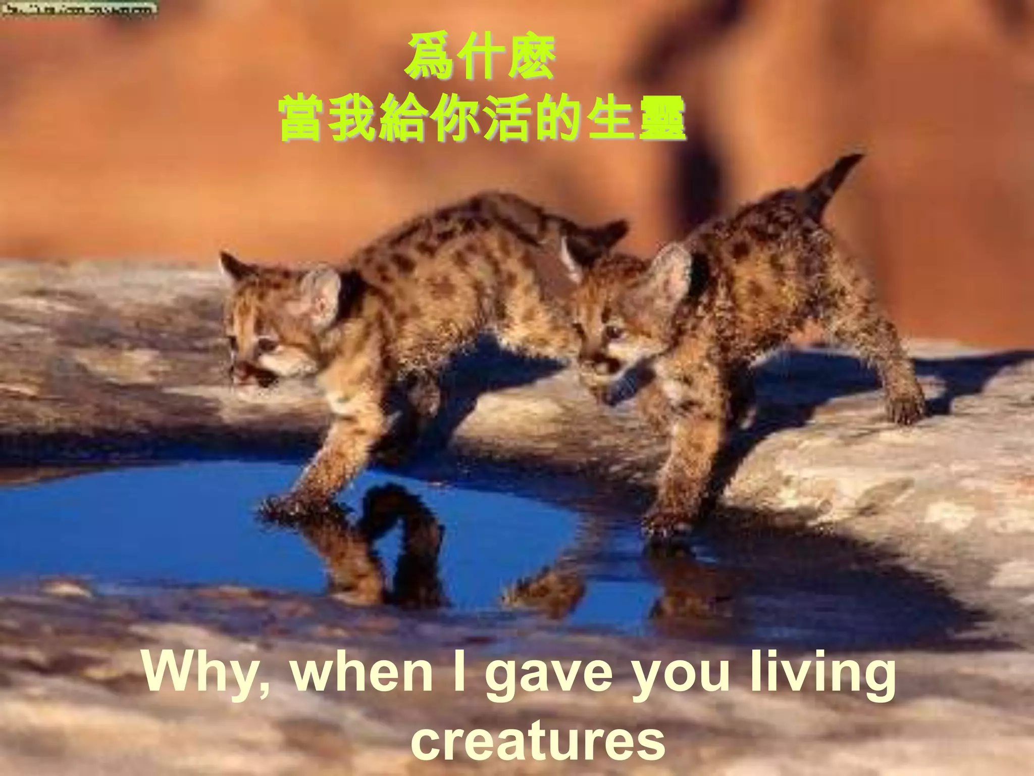 爲什麽
    當我給你活的生靈




Why, when I gave you living
        creatures
 