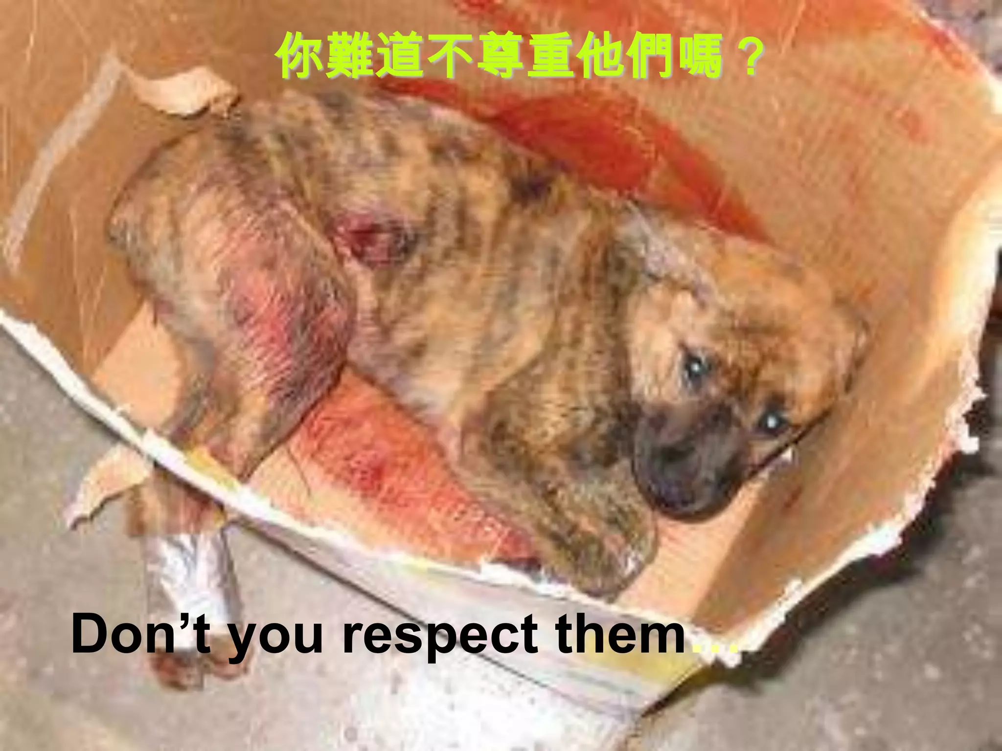 你難道不尊重他們嗎？




Don’t you respect them…
 