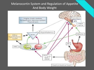 Melanocortin System and Regulation of Appetite
              And Body Weight


                                           NTS




              (-)
 