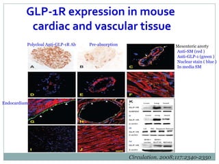 GLP-1R expression in mouse
           cardiac and vascular tissue
          Polycloal Anti-GLP-1R Ab   Pre-absorption                    Mesenteric arerty
                                                                       Anti-SM (red )
                                                                       Anti-GLP-1 (green )
                                                                       Nuclear stain ( blue )
                                                                       In media SM




Endocardium




                                                      Circulation. 2008;117:2340-2350
 