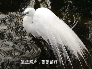 這些照片，張張都好
 