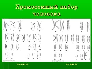 Хромосомный набор
    человека




мужчины      женщины
 