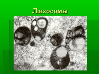 Лизосомы
 